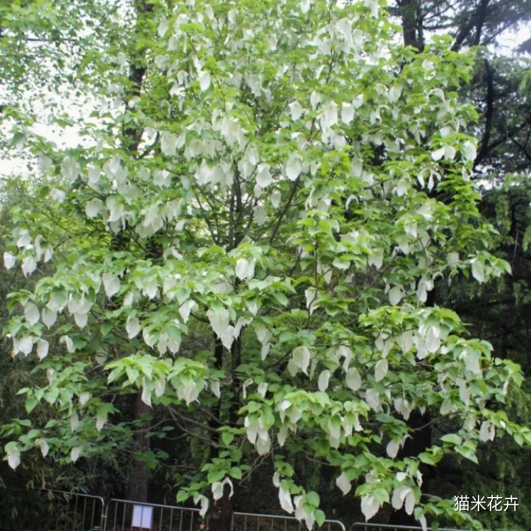 珙桐 (2).jpg