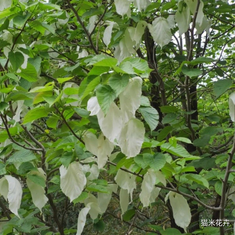 珙桐 (3).jpg