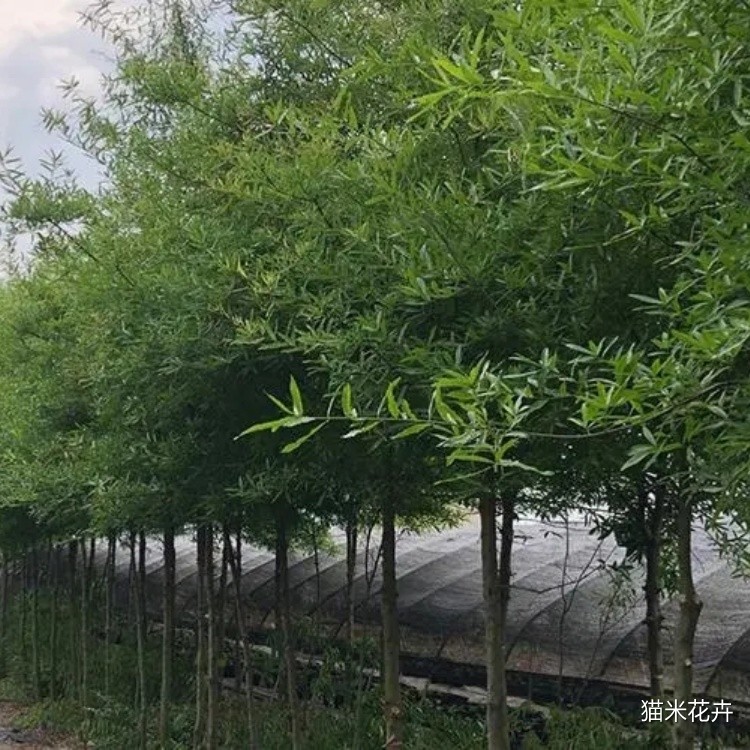 柳叶栎 (1).jpg