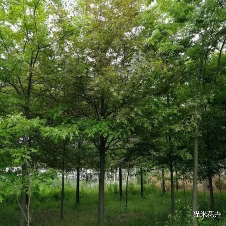 柳叶栎 (4).jpg
