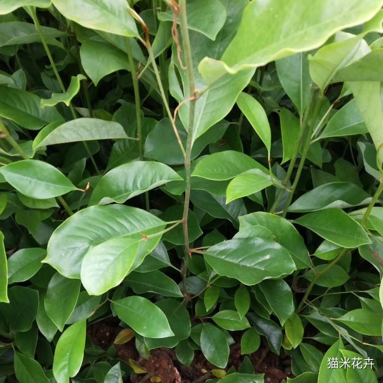 火力楠 (7).jpg