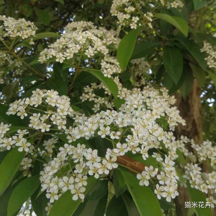椤木石楠 (7).jpg