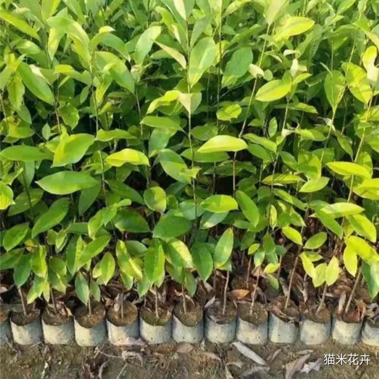 火力楠 (2).jpg