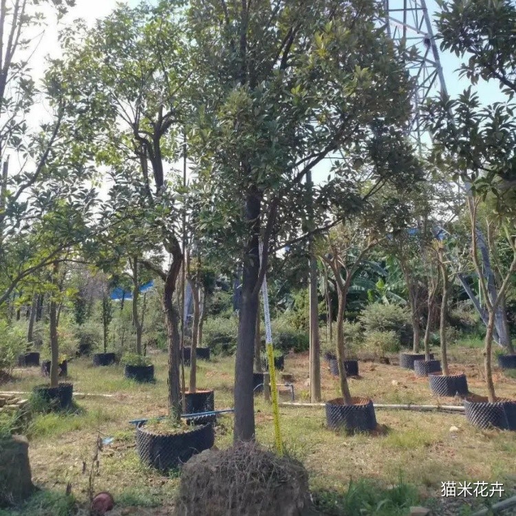 火力楠 (9).jpg