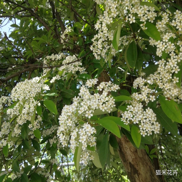 椤木石楠 (6).jpg
