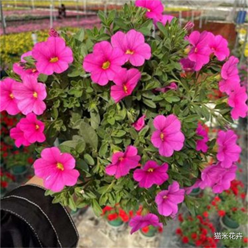 u=2800487455,542205342&fm=224&app=112&f=JPEG.jpg