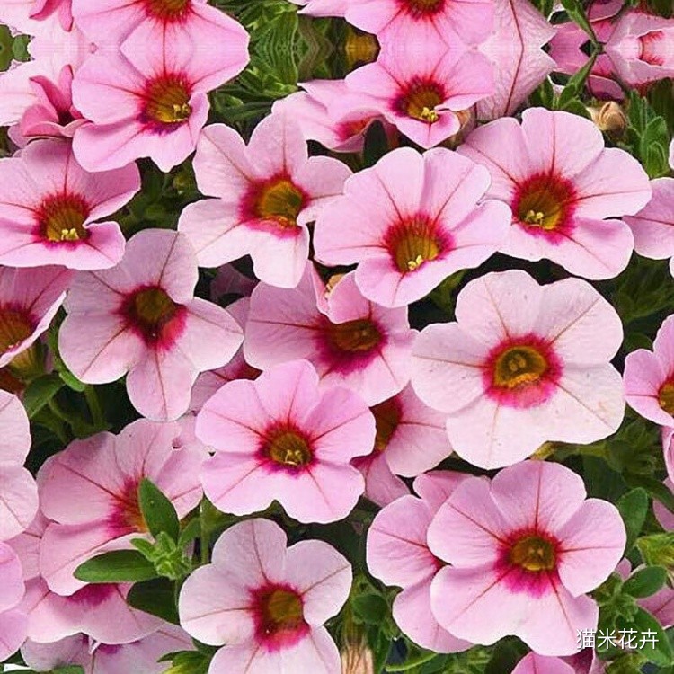 舞春花 (8).jpg