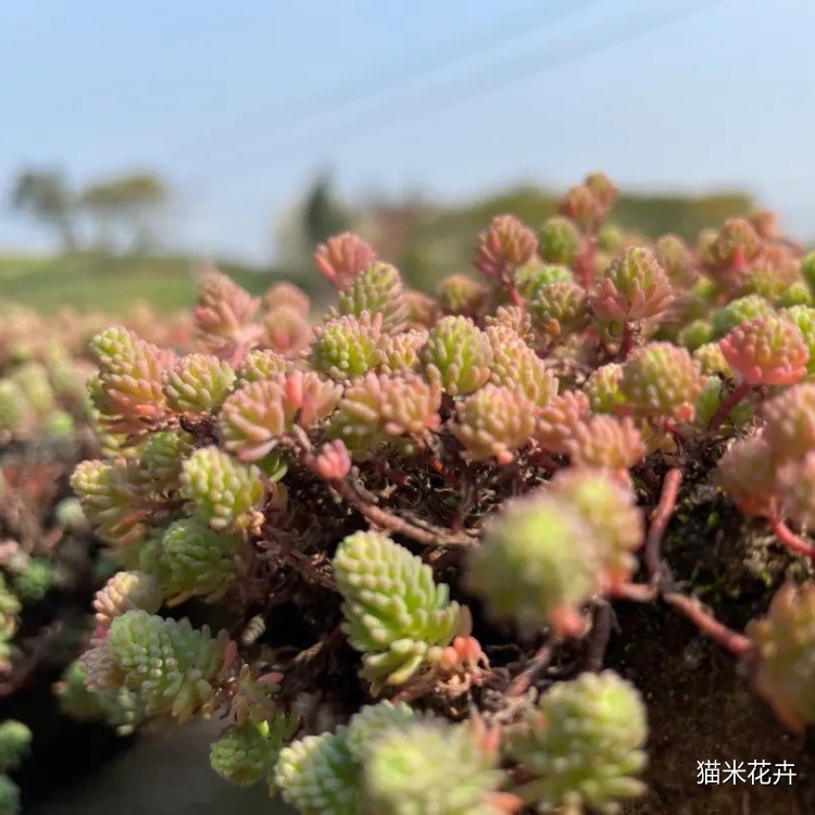 微信图片_20240308170300.jpg