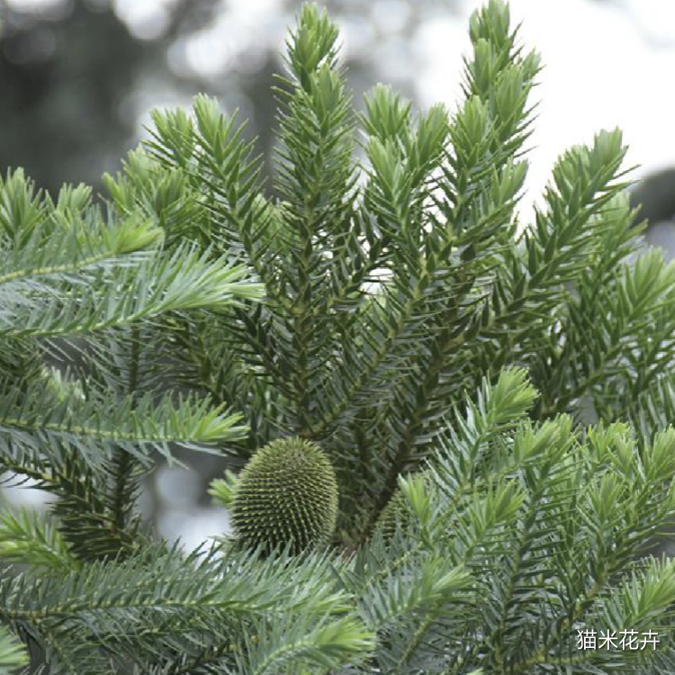 南洋杉 (1).png