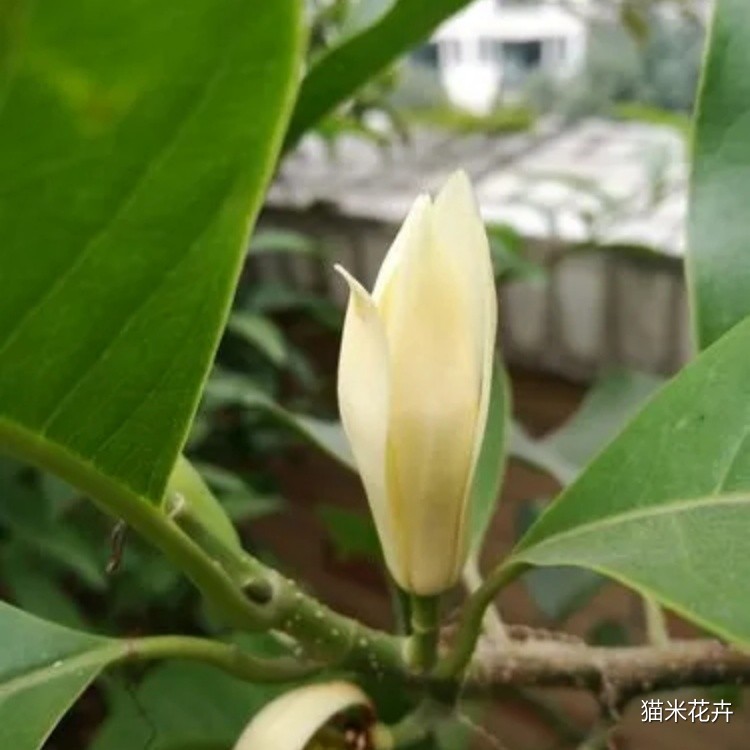 黄角兰 (1).jpg
