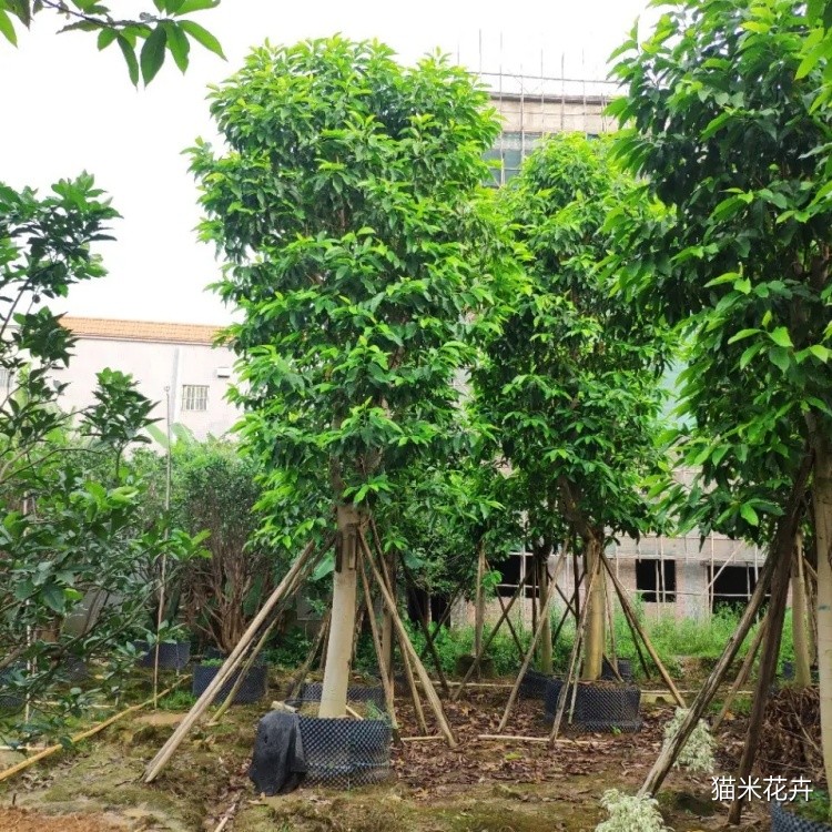 白兰 (7).jpg