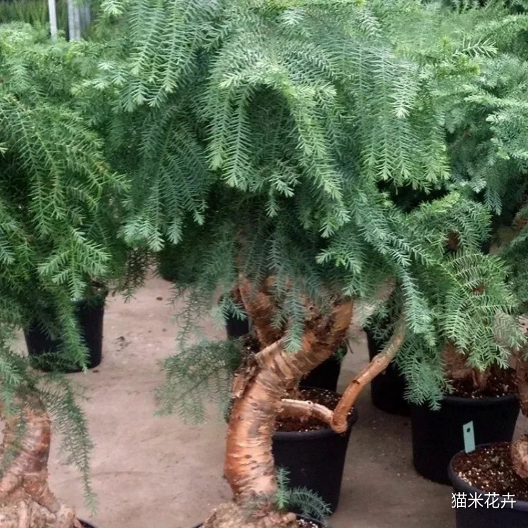 南洋杉 (2).jpg