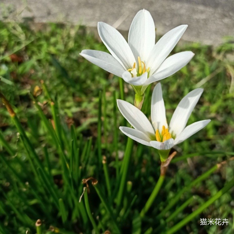 白花葱兰 (9).jpg