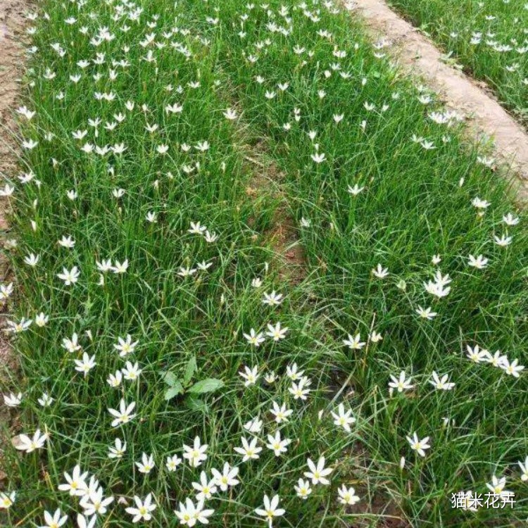 白花葱兰 (1).jpg