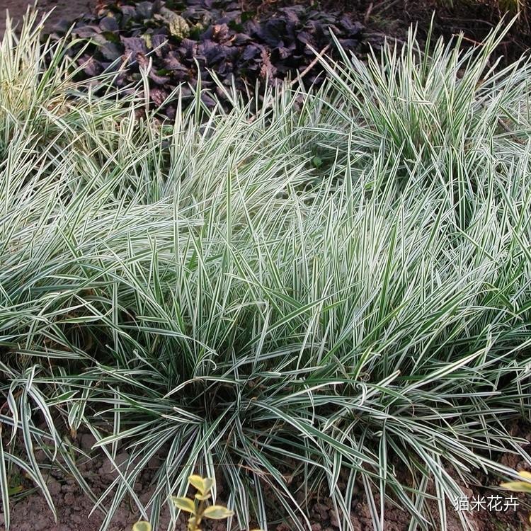 花叶燕麦草 (1).jpg