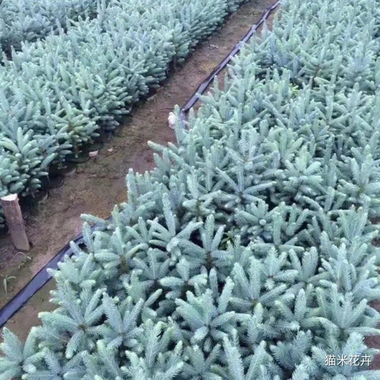 科罗拉多蓝杉 (9).jpg