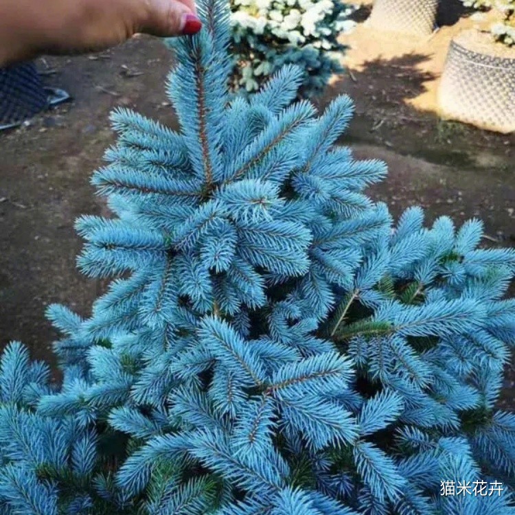 科罗拉多蓝杉 (10).jpg