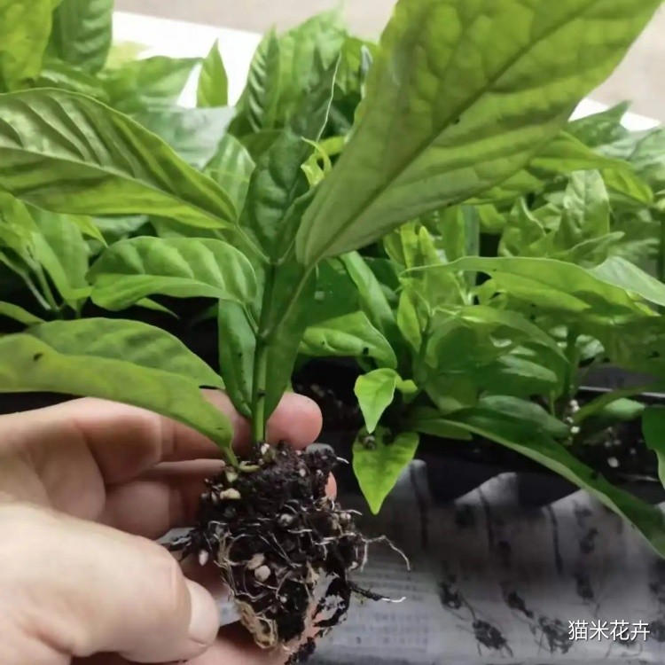 垂丝茉莉 (2).jpg