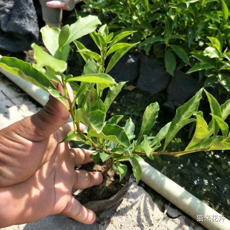 垂丝茉莉 (7).jpg