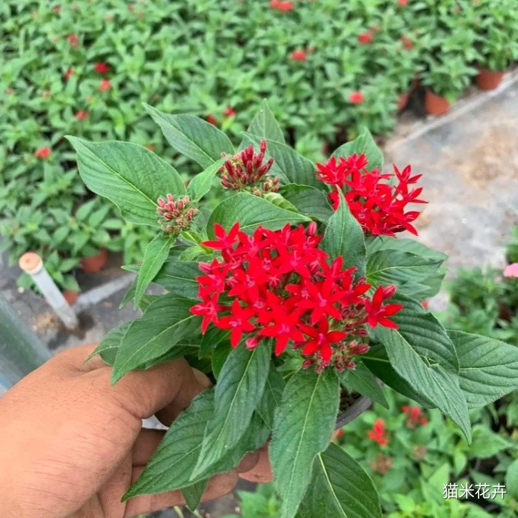 繁星花 (13).jpg