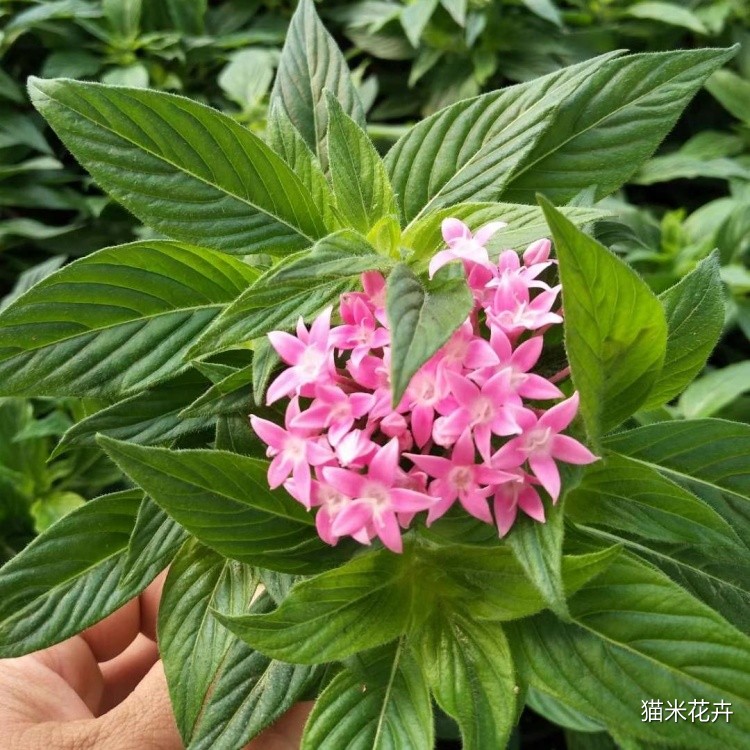 繁星花 (8).jpg