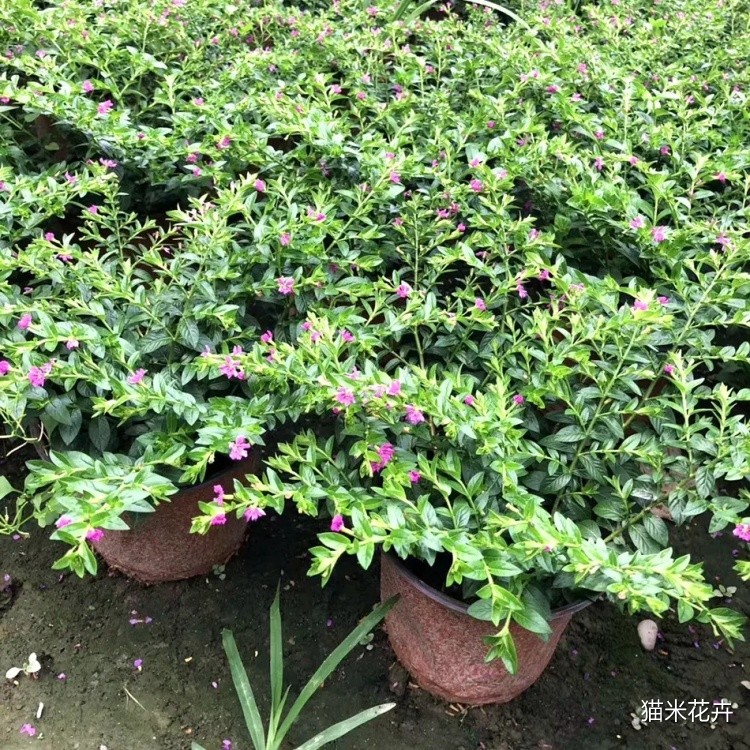 萼距花 (9).jpg