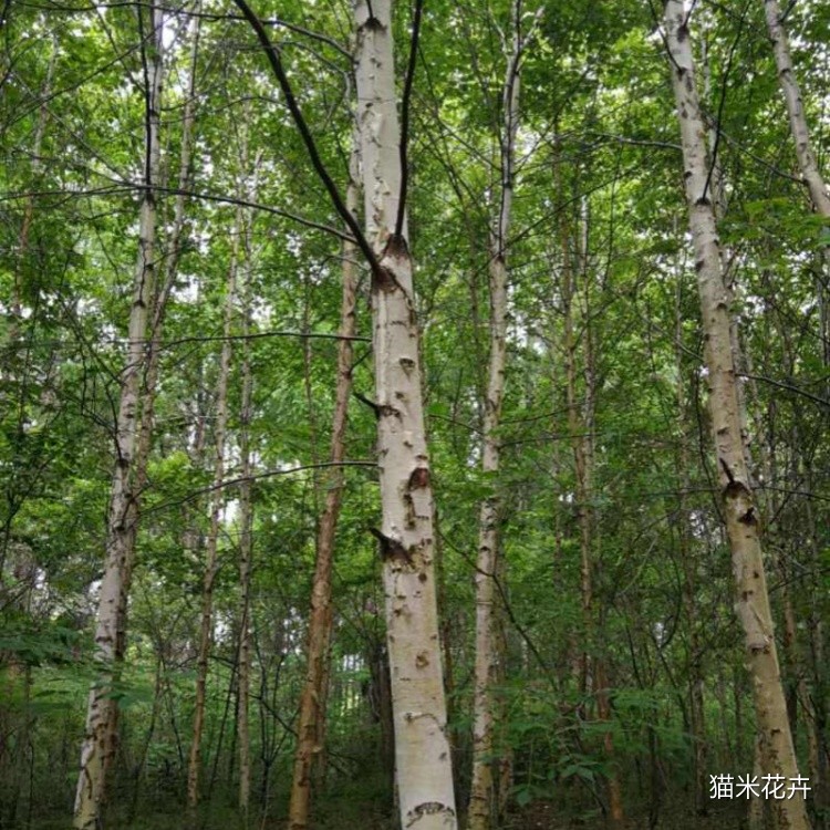 白桦 (1).jpg