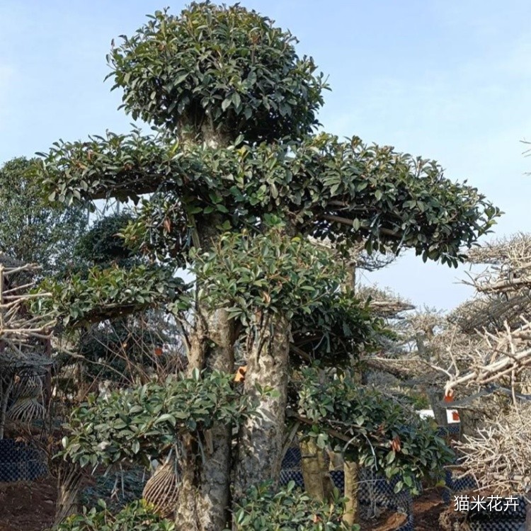 椤木石楠 (14).jpg