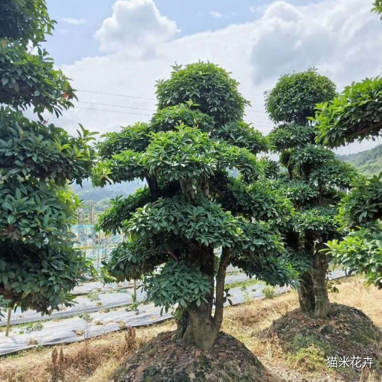 椤木石楠 (11).jpg