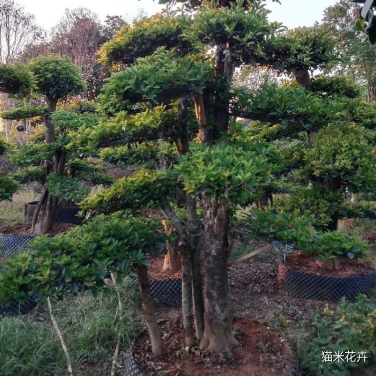 椤木石楠 (3).jpg