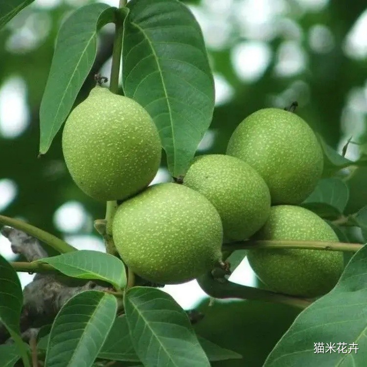 核桃楸 (3).jpg