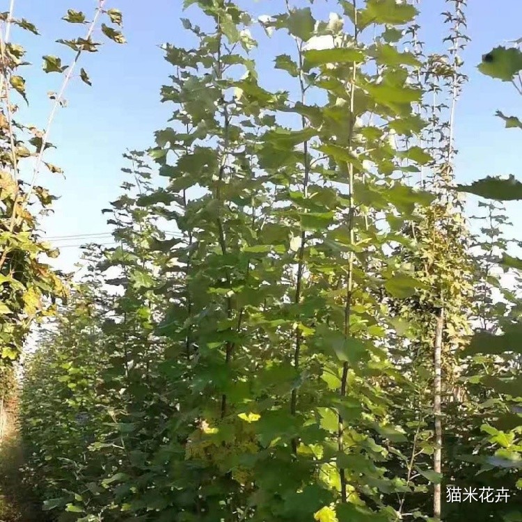 银新杨 (2).jpg