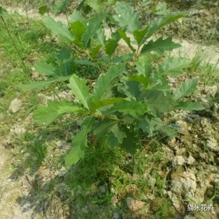 北美红针栎 (9).jpg