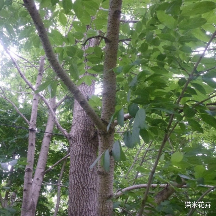 黄菠萝 (3).jpg