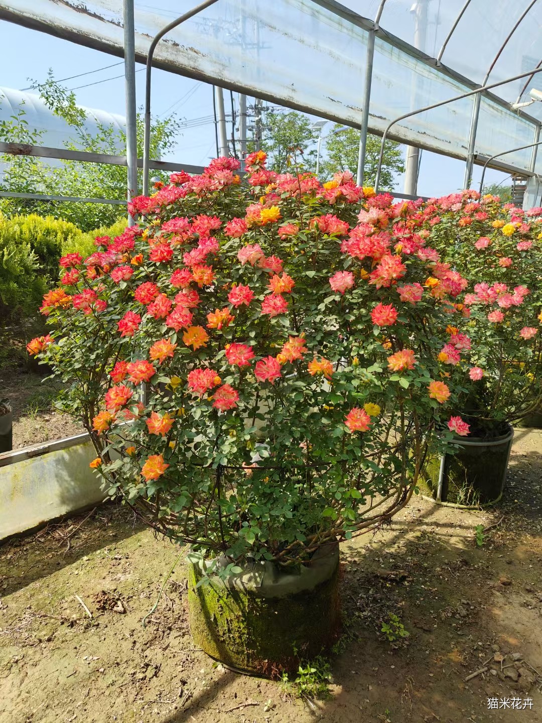 mmexport1745459480466.jpg