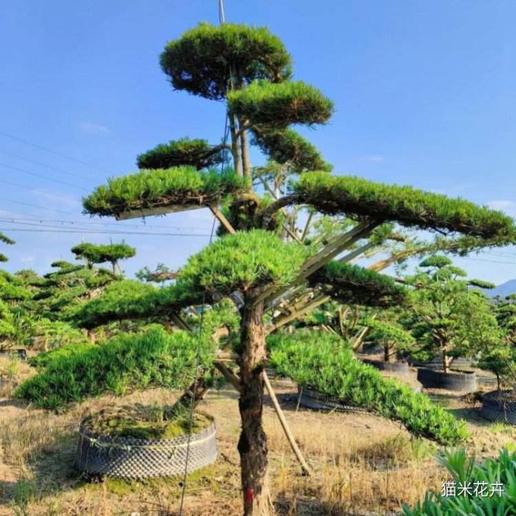 罗汉松 (14).jpg