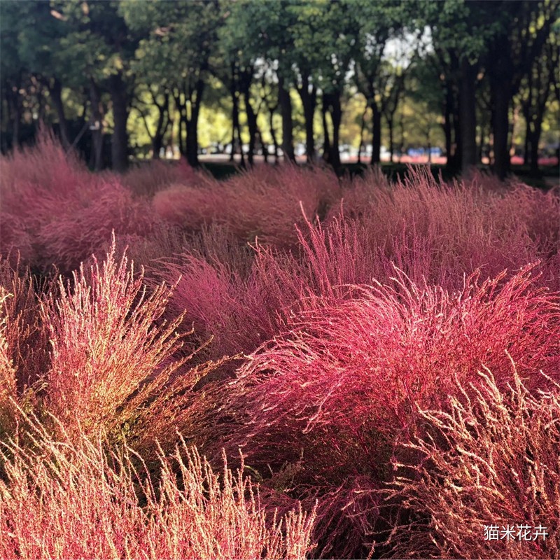 src=http___ss2.meipian.me_users_390402_31df638cd7b643b9aad3614d0d09a41d.jpg_meipian-watermark_bucket_ivwen_key_dXNlcnMvMzkwNDAyLzMxZGY2MzhjZDdiNjQzYjlhYWQzNjE0ZDBkMDlhNDFkLmpwZw==_nickname_Smlu_user - 副本.jpg