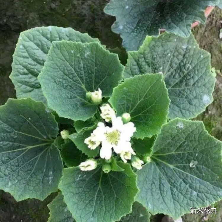 瓜叶菊 (14).jpg