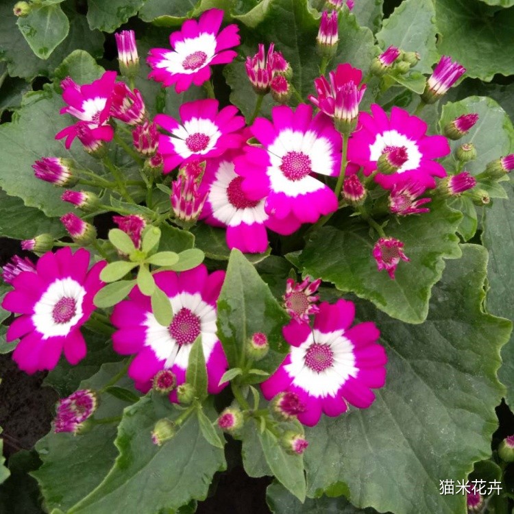 瓜叶菊 (6).jpg