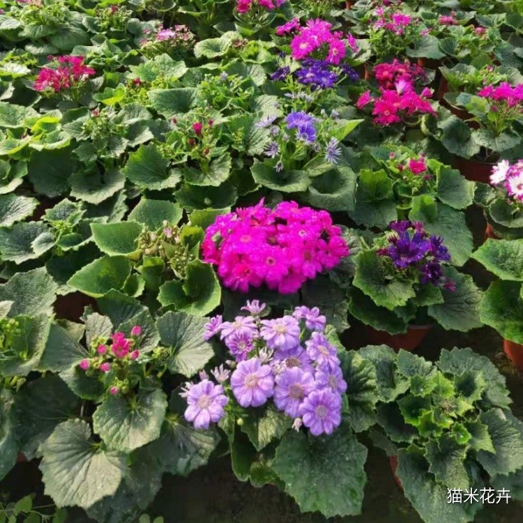 瓜叶菊 (5).jpg