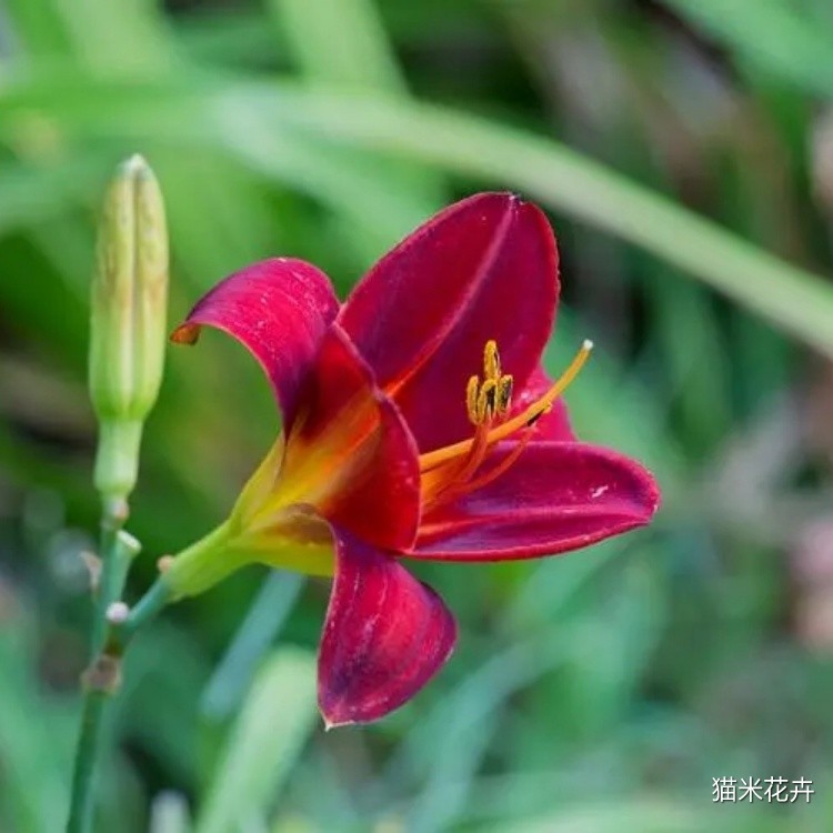 红宝石萱草 (6).jpg