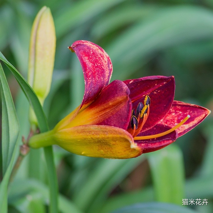 红宝石萱草 (3).jpg
