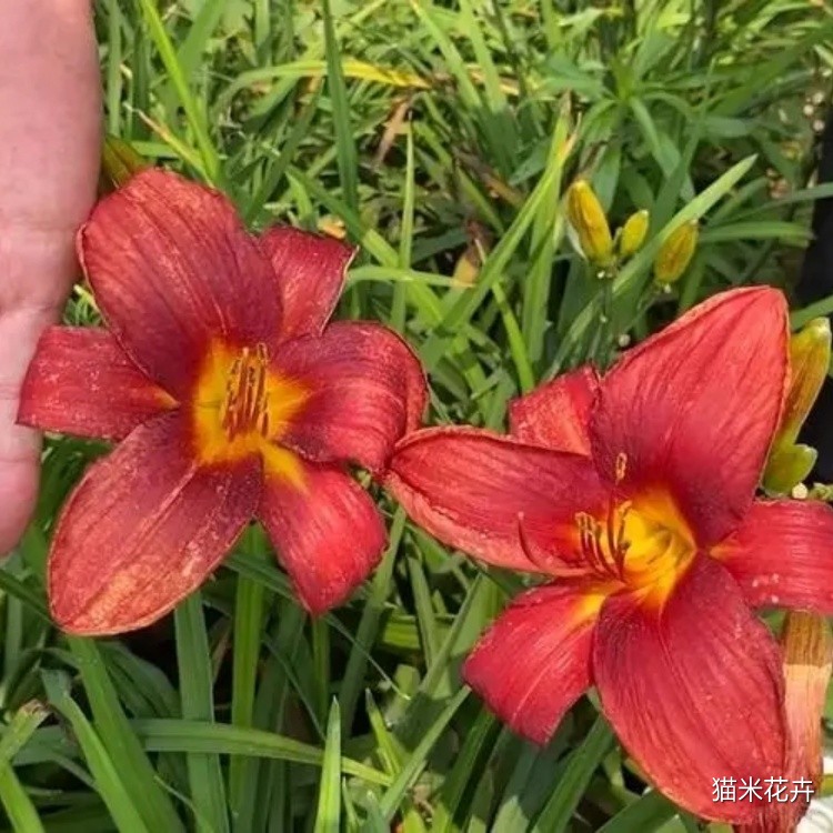 红宝石萱草 (10).jpg