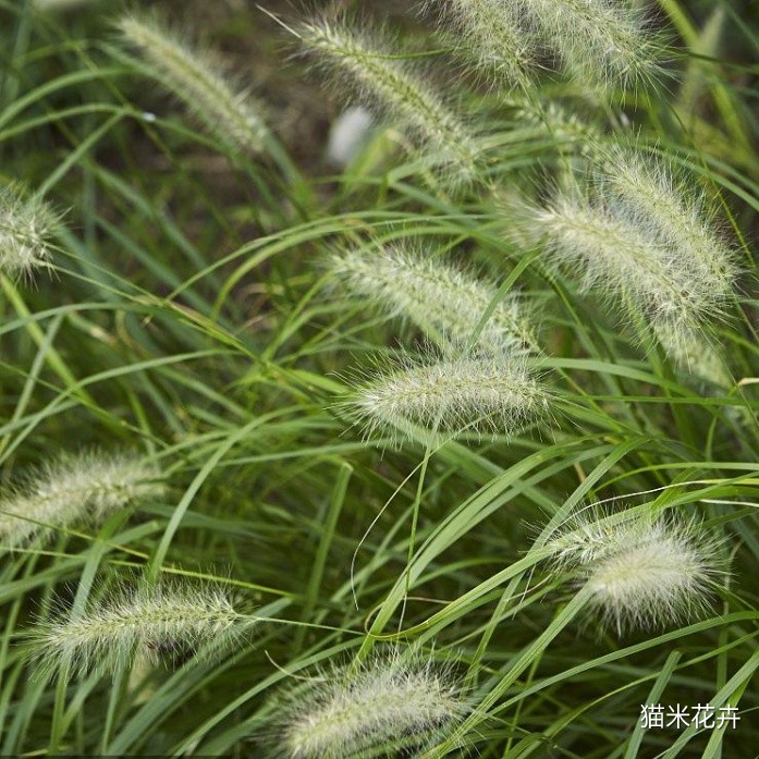 狐尾草 (1).jpg