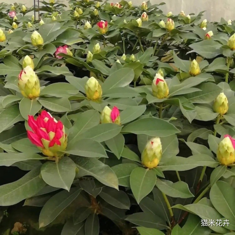 高山杜鹃 (20).jpg