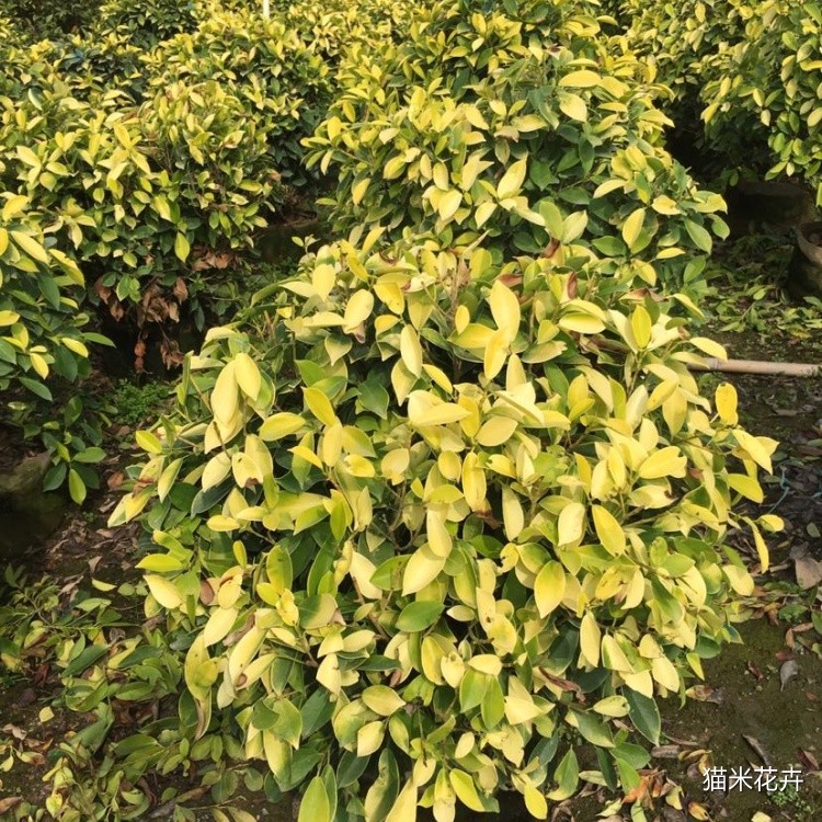 黄金榕球 (13).jpg