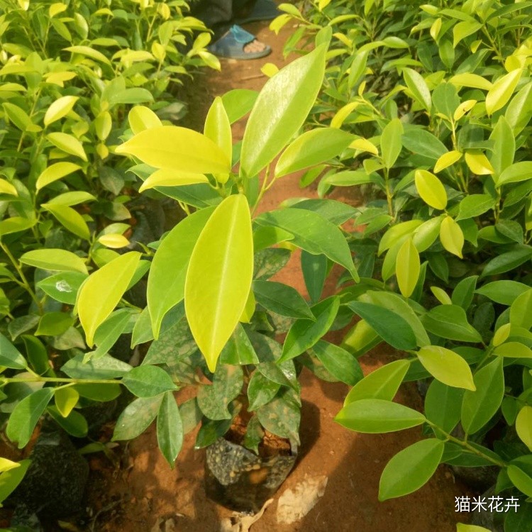 黄金榕球 (17).jpg