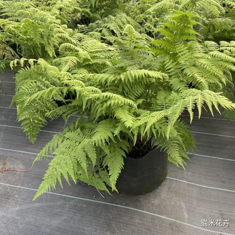 针毛蕨 (10).jpg
