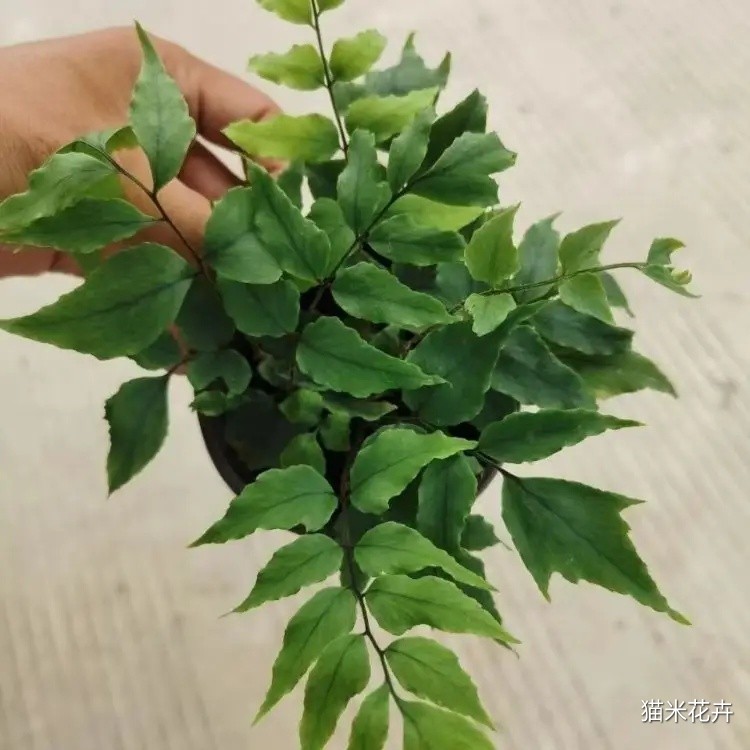 贯众蕨 (1).jpg