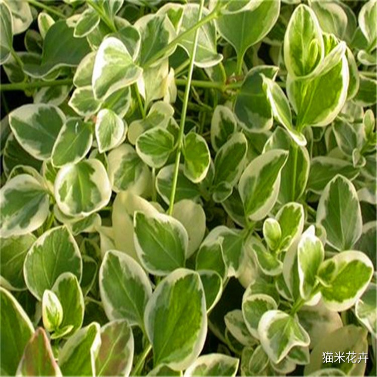 花叶蔓长春 (1).jpg